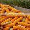 corn peeling machine | corn peeler | maize peeling machine