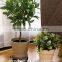 Flower-stand With wheels flower-stand Solid wood flower-stand
