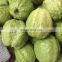 High Quality Fresh Guava Fruit From Vietnam