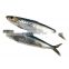 IQF whole sardine fish export for bait