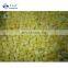 High Quality Hot Sale IQF Frozen Mango Dice IQF Mango Cube