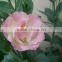 Best quality antique wholesale eustoma