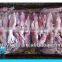 Frozen clean and fresh Fuzhou squid