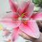 Various promotional assorted lilies flower