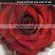 export long-lasting dried flowers highest quality preserved flowers rose