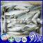 Small Eyes Horse Mackerel Trachurus Trachurus