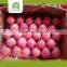 fresh fuji apple import from china