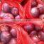 Bulk Red Onion from Egypt