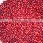 New Crop Frozen Lingonberry