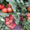 2016 Hybrid High yield disease-resistant Tomato seeds for growing- Red Princess