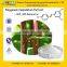 GMP Factory Supply Pure Resveratrol Extract