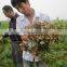 Chitosan for agriculture plant soil regulator and root promotor