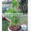 round bamboo sticks for incenses