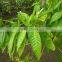 Dried Vasaka Leaf In Bulk