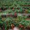 A successful management HaNPV + Bt proteins in crop plants