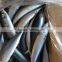 Scomber Japonicus Mackerel Fish From Ocean