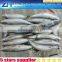 Sea mackerel fish in hot sale, 300-500g pacific mackerel fish, deep sea catching fish mackerel