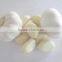 Super pure white garlic