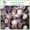 Frozen Shiitake Mushroom Whole and Quarter Cuts