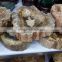 Natural wood Fossil slice polished wooden petrified fossil pieces for deco