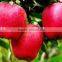 Fresh Huaniu apple with best price for sale