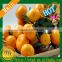 mandarin orange price in China