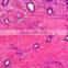 University students study animal histology slides zoology different prepared histology slides