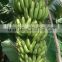 Fresh Cavendish Banana from India