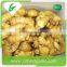 High quality fresh fat ginger product