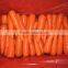 Fresh Carrot for Japan Market