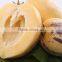 Pepino Seed Pepino Cucumber Seeds For Cultivation Germination rate above 93%