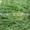2015 Healthy Vegetable powder- organic barley grass powder