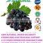 100% natural Functional powder OPC grape seed extract manufacture in China