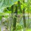 Fertilizer plant new growth regulators liquid bio fertilizer for agriculture