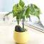 Mini Round Plastic Plant Flower Pot Home Office Decor Planter