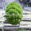 Q111251China manufacturer artificial moss ball topiary cheap moss ball