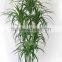 Office decorative green plants
