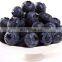 Sinocharm BRC A Approved Bulk Wild IQF Frozen Blueberry Prices IQF Blueberry