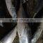 China seafood Exporter of Frozen pacific bonito 300-500g / pcs
