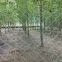 Hot-dip galvanized steel wire mesh, animal fence