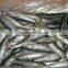 Frozen food ( Frozen Mackerel whole round)