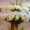 105cm Tall Wedding White Butterfly Orchid