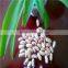 light speckled kidney beans factory price(long shape)