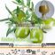 Food Grade Natural Oleuropein Powder,20% Hydroxytyrosol,Olive Leaf Extract Oleuropein