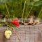 100% virgin pp material orchard bird proof netting,15mm x 15mm,35g per sqm
