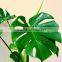 wholesale the top quality fresh cut Monstera Leaves and other foliage fillers with low price