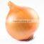 Fresh yellow onion for hot sale