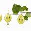 GMP Certified Natural Refined Grape Seed Oil In Bulk By CO2 Wholesale From China