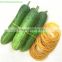 Tying Vegetables Rubber bands / Elastic rubber band for binding vegetables - green onion - cauliflower