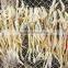 new dry bombay duck fish (Harpadon nehereus)
